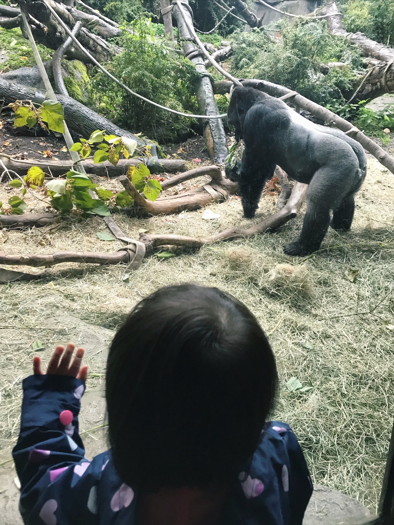 seattle woodland zoo review toddler activities